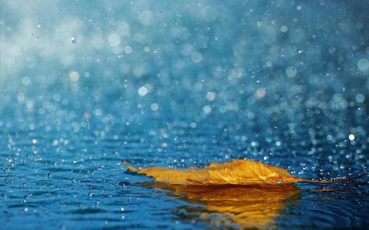 rain-yellow-leaves