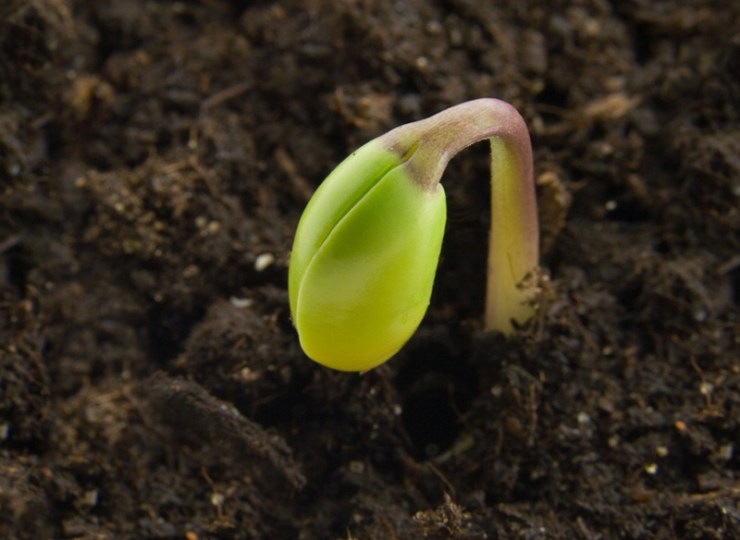 Seed-germinating