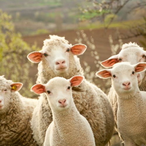 love one another sheep