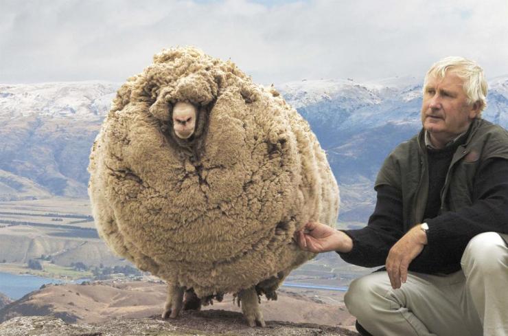 A New Zealand Sheep Avoided shearing for 7 years by hiding in caves.  Then he was Found, atnd shorn. May Lord temper the wind to the shorn lamb. 